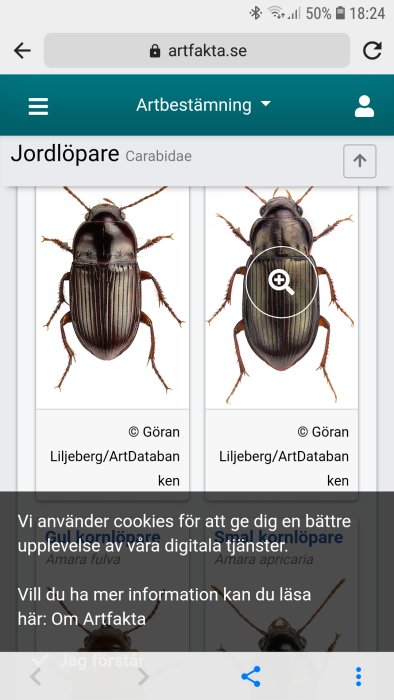 Närbild av två olika jordlöpare, en med förstoringsglasikon på ryggen.