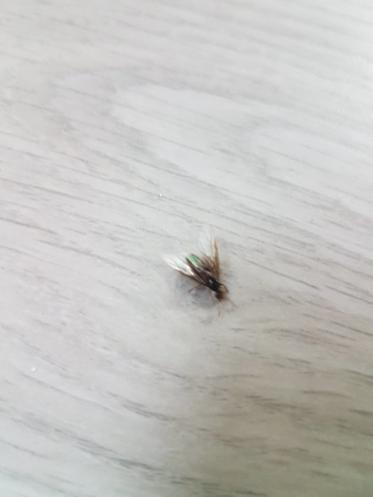 A small winged insect on a wooden floor, possibly linked to ants, inquiring about identification.