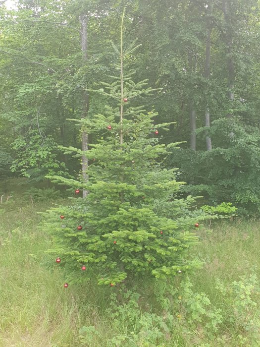 Gran med röda julkulor i naturlig skogsmiljö under sommaren.
