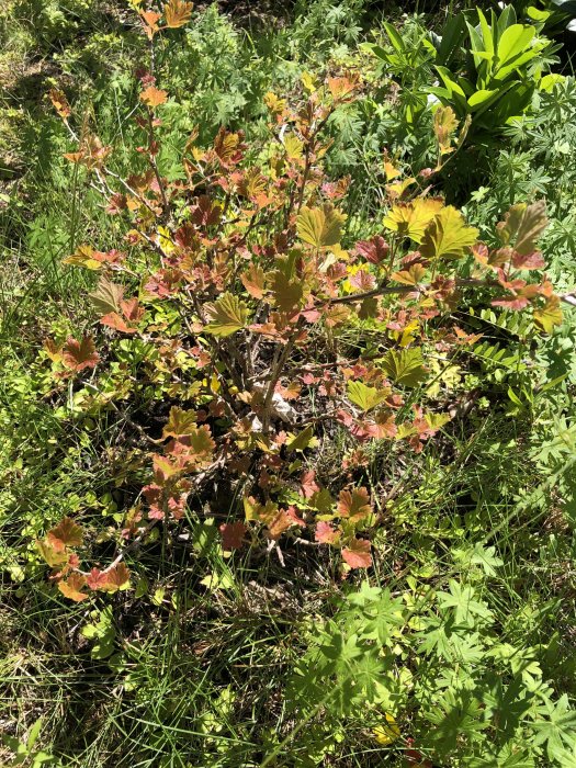 Krusbärsbuske med rödbruna och gröna blad i solljus utan frukt, omgiven av gräs och andra växter.