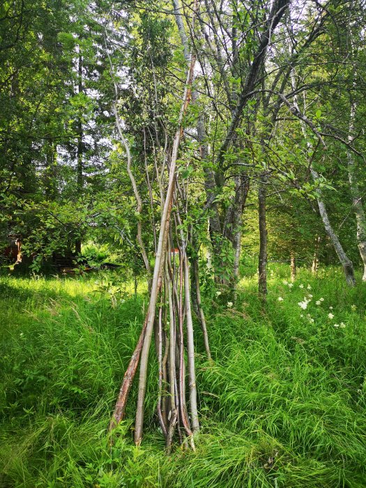 Hög med vedämnen uppställda i en naturlig miljö med grönt gräs och träd.