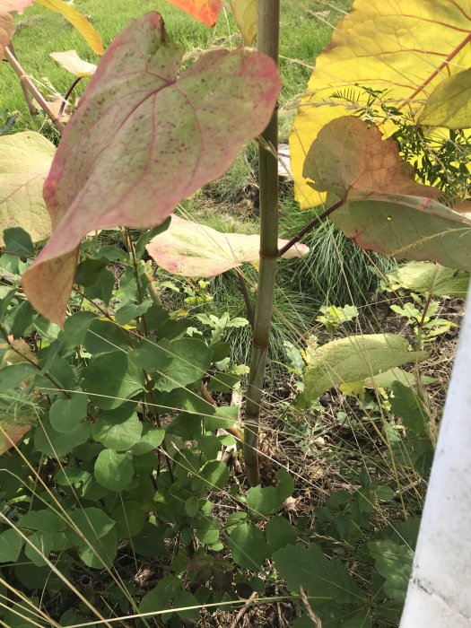 Färgskiftande blad på växt nära marken med en stödpinne i fokus och grönska i bakgrunden.