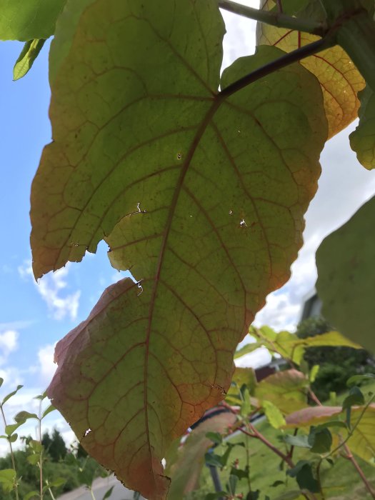 Närbild av ett genomskinligt löv med röda ådror mot en klarblå himmel.