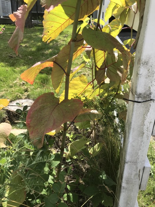 Plantor med olika färgade blad nära en vit stolpe, med grön gräsmatta i bakgrunden.