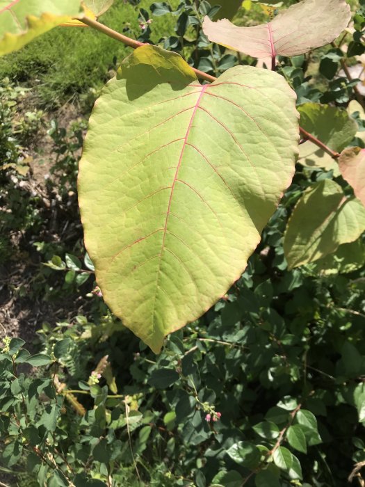 Närbild på ett ljusgrönt blad med röda vener mot en bakgrund av fler gröna växter.