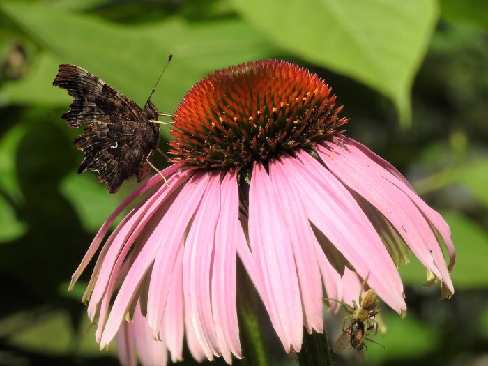 Vinbärsfjäril på röd solhatt, spindel som fångar fluga i hörnet, solljus på blommor.