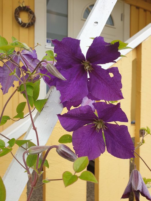 Lila klematisblommor i full blom framför en vit spaljé och ett gult hus, några blad ser något uppätna ut.