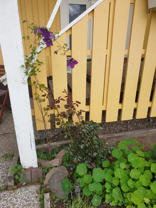 Blomstrande klematis vid staket, beskärd rosbuske och frodig krasse i förgrunden mot husvägg.