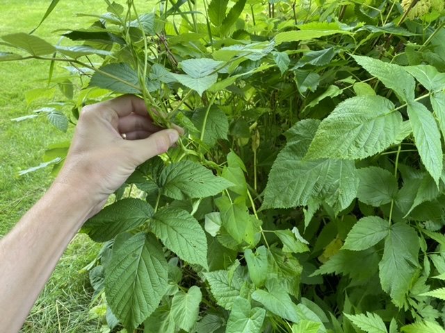 En hand håller en gren bland tätt växande gröna blad, möjligtvis hallonbuskar, i en trädgård.