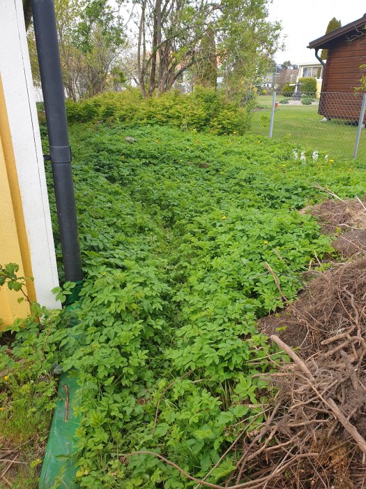 Kirskål som växer i stor mängd bredvid ett hus, täcker marken bredvid en staketlinje.