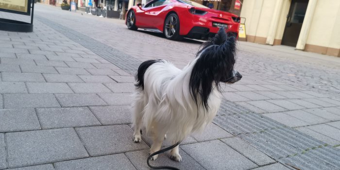 Vit och svart hund på en trottoar med en röd sportbil i bakgrunden.