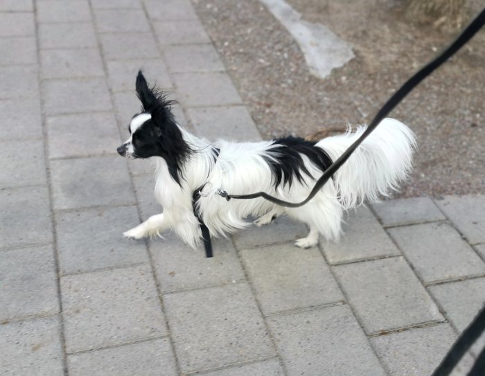 Svart och vit papillonhund går på koppel på trottoar.