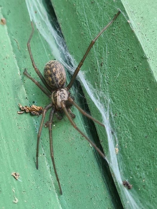 Större husspindel med sju ben på en grön yta med spindelnät.