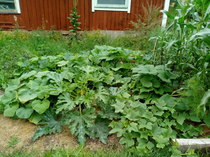 Trädgårdsland med squash och majs framför röd trähusvägg.