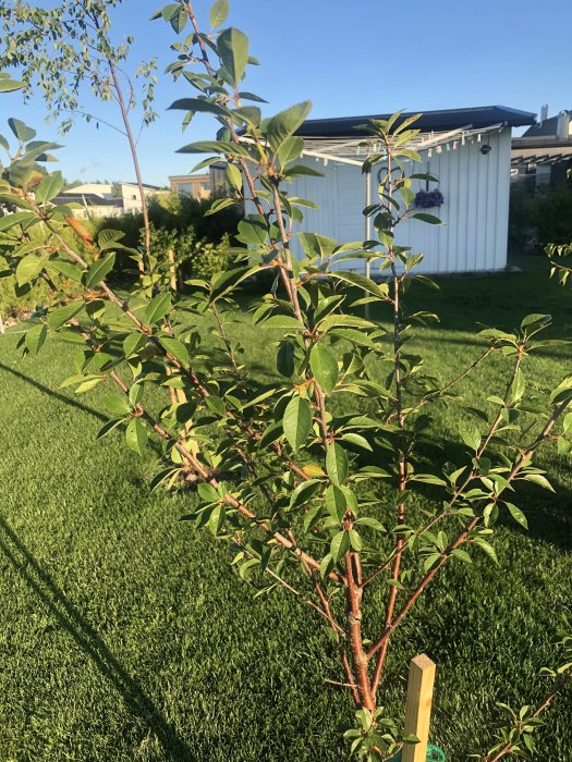 Ungt träd med gröna blad i trädgård, omplanterat och ombeds identifieras av forummedlemmar.