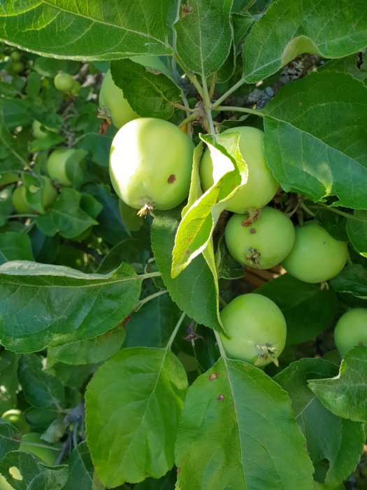 Gröna äpplen på trädet med bruna prickar och tecken på förtidig röta vid blomfästet.