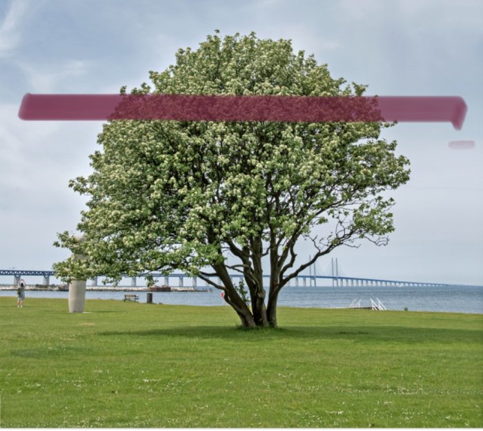 Blommande träd med en markerad linje som visar önskad beskärningshöjd, med hav och bro i bakgrunden.