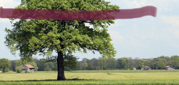 Träd markerat med rosa linje för föreslagen kapning mot bakgrund av landskap med lantgårdar.