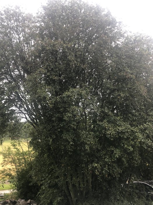 Lummigt träd med täta grenar och gröna blad, ej körsbär, fåglar äter av bären.