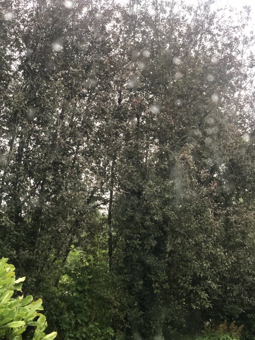 Träd med flera stammar och täta blad, ej körsbärsträd, fotat genom ett fönster med regndroppar.