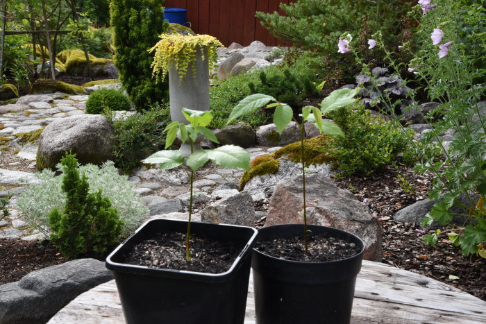 Två små plantor av manchurisk valnöt i krukor på ett trädäck med en trädgård i bakgrunden.