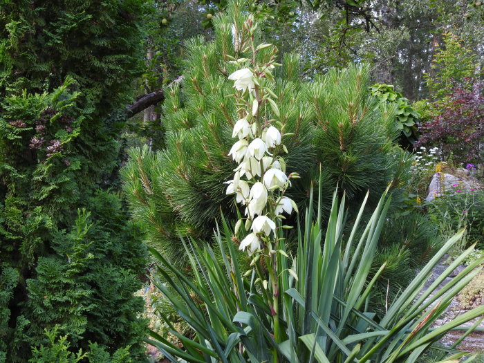 Yucca filamentosa, palmlilja, med vita klockformade blommor i en trädgård omgiven av barrväxter.