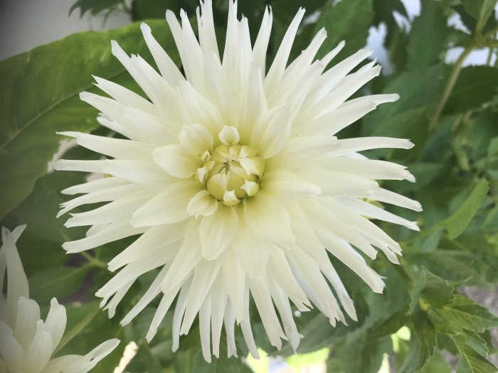 Närbild på en vit dahlia med bladverk i bakgrunden.