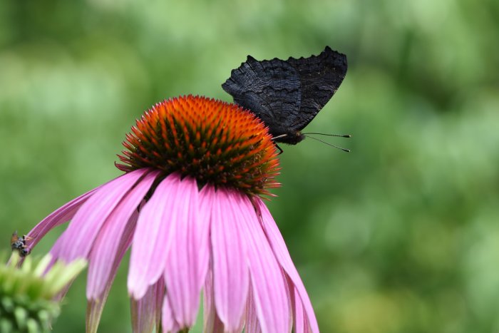 Svart fjäril på en rosa rudbeckiablomma mot suddig grön bakgrund.