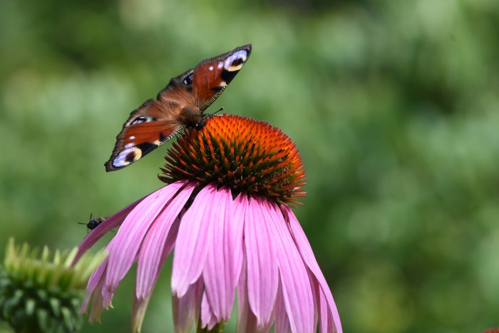 Fjäril med öppna vingar på en rosa rudbeckiablomma mot en suddig grön bakgrund.