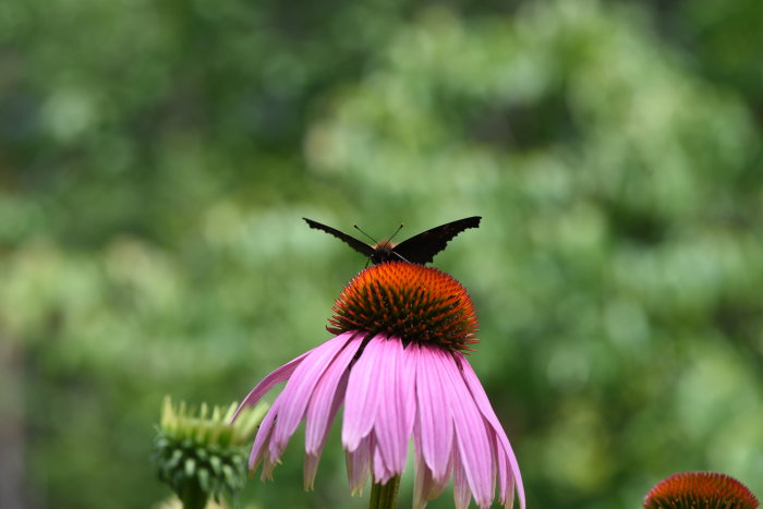 Fjäril på en rosa rudbeckiablomma mot en suddig grönskande bakgrund.