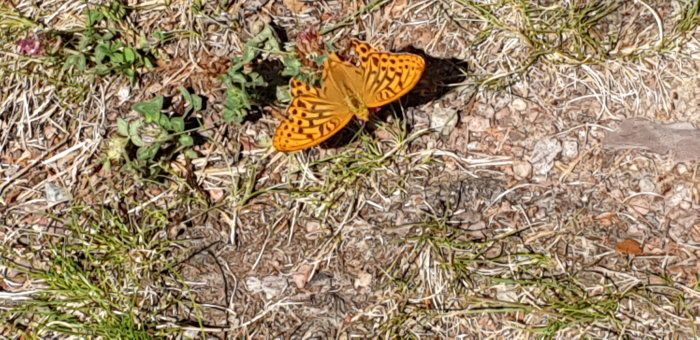 Silverfläckad pärlemorfjäril på torrt gräs och småplantor.