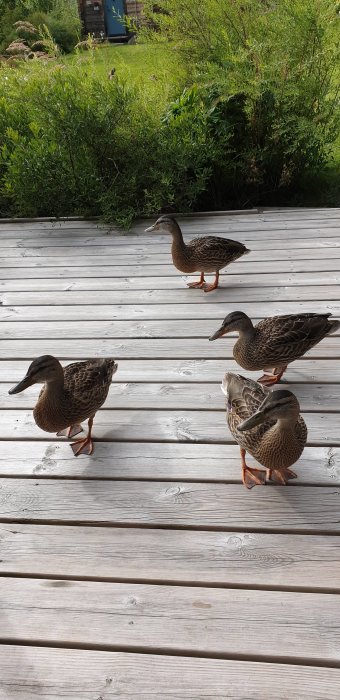 Fyra änder på en träaltan med grönska i bakgrunden.