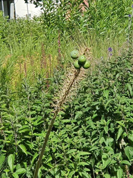 Ovanlig planta med gröna klotliknande frukter på en spikig stam omgiven av gröna växter.
