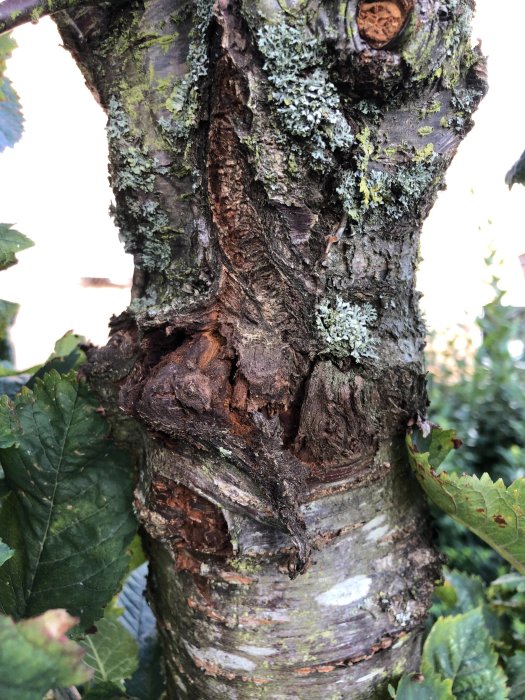 Trädstam med tecken på röta och skadad bark omgiven av gröna blad.