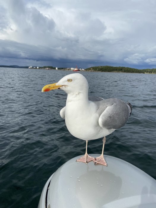 Mås står på en båts kant med hav och moln i bakgrunden.