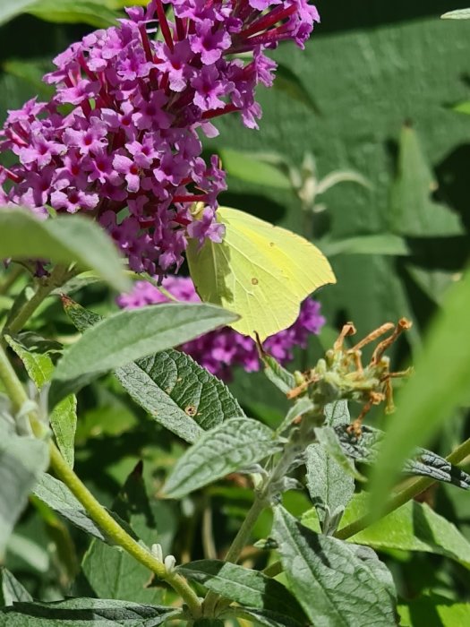 Gul fjäril på lila buddlejablommor med gröna blad i bakgrunden.