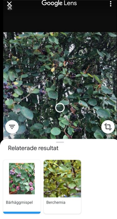 Skärmdump av Google Lens som identifierar växter, visar bild på träd med mörka bär och resultat för Bärhäggmispel och Berchemia.