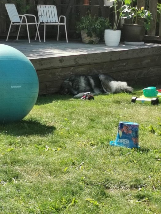 Hund vilar i skuggan under en trätrall bredvid en stor blå boll och leksaker på en solig gräsmatta.