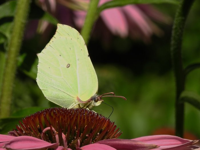 Citronfjäril med utsträckt sugsnabel sittande på en rosa blomma.