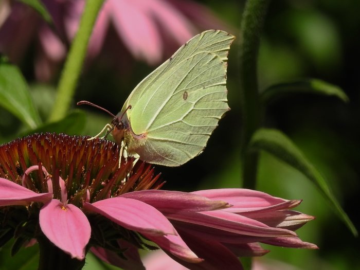 Gul citronfjäril med ihopfällda vingar på en rosa blomma, detaljerat sugrör synligt.