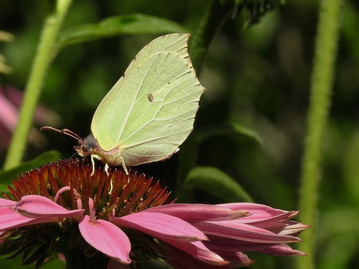 Gul citronfjäril med utrullat sugrör sitter på en rosa blomma.