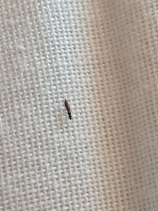 Liten insekt på ett vitt tyg, möjlig ohyra upptäckt på B&B i Gotland.