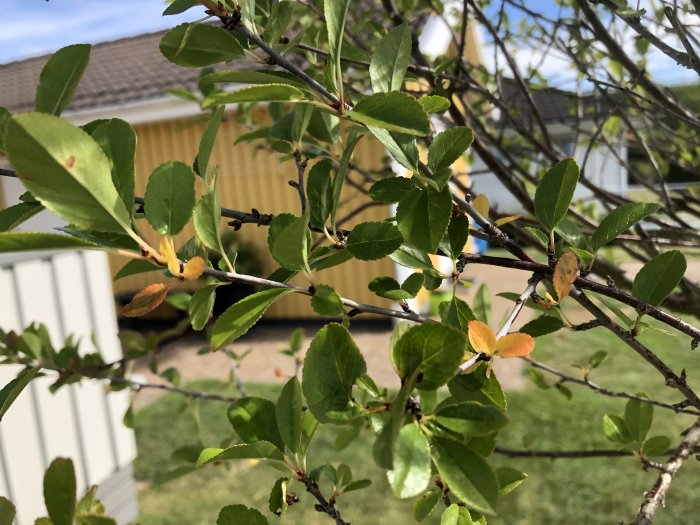 Närbild på klotkörsbärsträdets grenar med gröna och bruna blad mot en suddig bakgrund av ett gult hus.