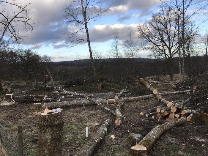 En skogstomt med nyligen nedtagna träd och trädstubbar, i förberedelse för byggprojekt.