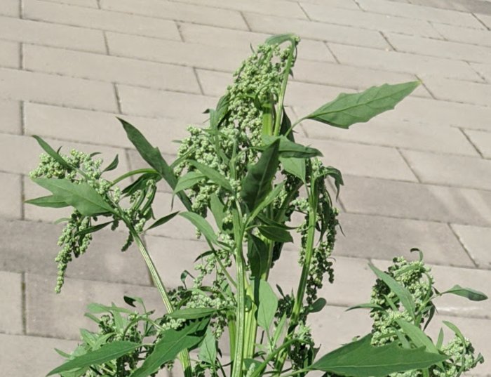 En meter hög växt med grov stam och gröna blad på stenbeläggning.