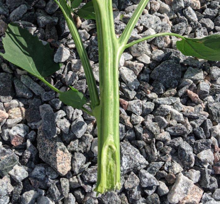 Grov planta med tjocka stammar som växer i grus.