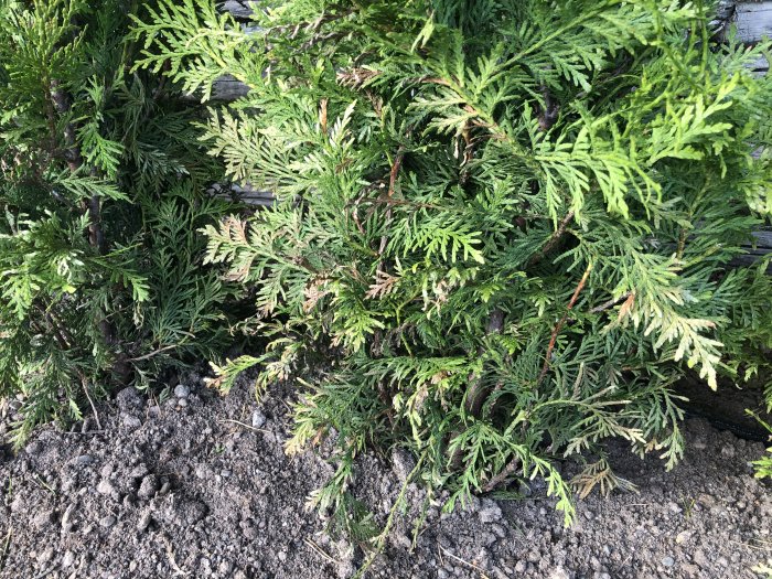 Nyligen planterade thujor med tecken på stress eller chock med bruna grenar vid basen i fuktig jord.