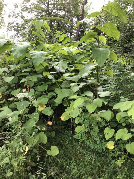 Tät dunge av stora gröna blad och vita blommor som misstänks vara invasiv växt.