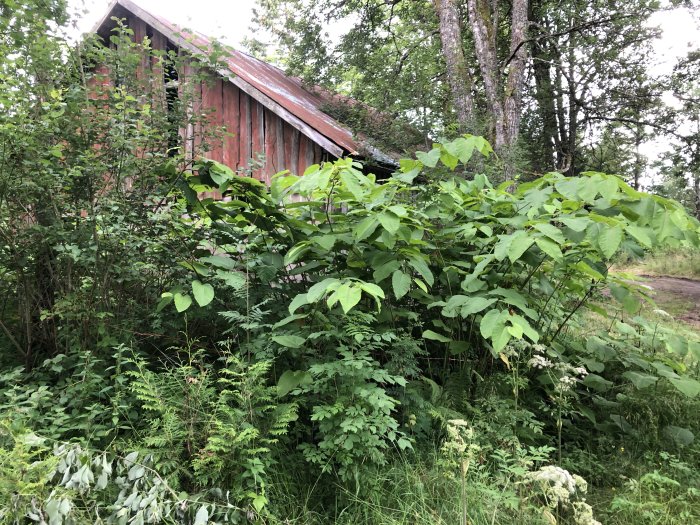 Täta gröna växter framför en röd gammal lada, möjlig förekomst av parkslide eller liknande arter.