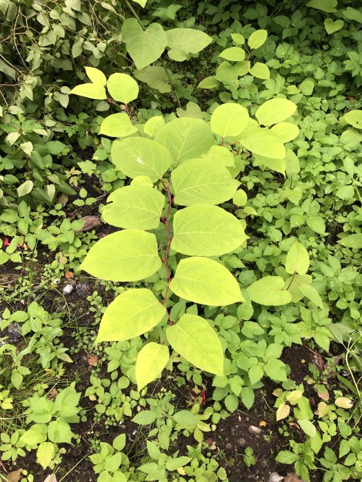 Växtlighet med stora gröna blad och röda stjälkar som misstänks vara invasiv art, omgiven av andra växter.